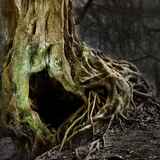 Παλιό δέντρο