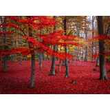 Δέντρα με κόκκινα φύλλα