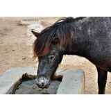 Σκυριανό πόνι στο βουνό