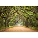 Δρόμος στο δάσος με πλούσια βλάστηση