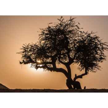 Δέντρο ελιάς στην Αίγυπτο