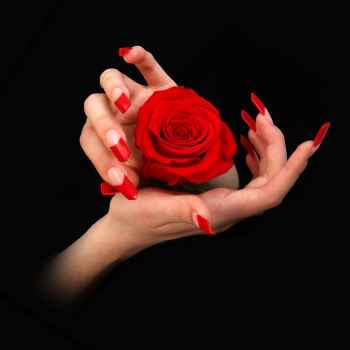 Κόκκινο τριαντάφυλλο μέσα σε γυναικεία χέρια