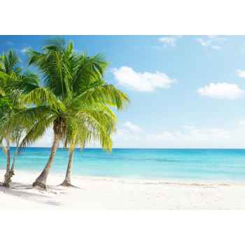 Παραλία στην Καραϊβική με φοίνικες