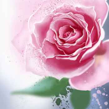 Ροζ τριαντάφυλλο