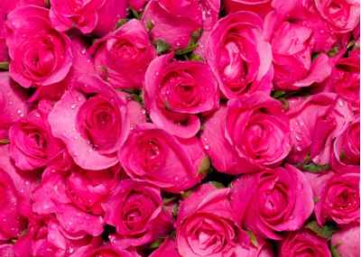 Ροζ τριαντάφυλλα