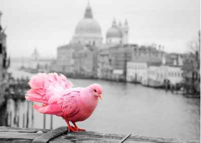 Ροζ περιστέρι στην γέφυρα της Βενετίας