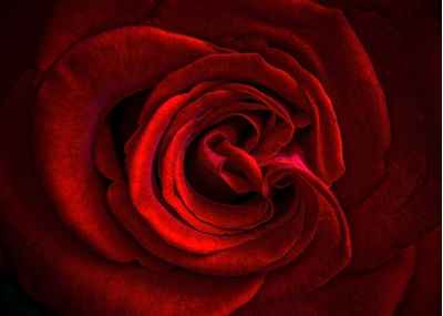 Πέταλα κόκκινου τριαντάφυλλου