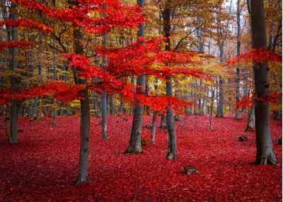 Δέντρα με κόκκινα φύλλα