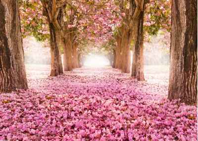Ρομαντικό μονοπάτι με ροζ λουλούδια