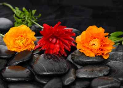 Λουλούδια πάνω σε μαύρες πέτρες