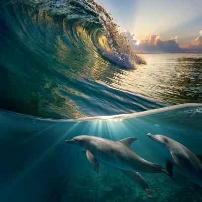 Δελφίνια παίζουν στο νερό