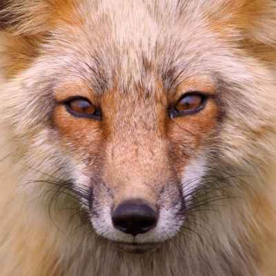 Άγρια κόκκινη αλεπού
