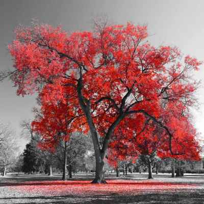 Μεγάλο κόκκινο δέντρο σε ασπρόμαυρο φόντο