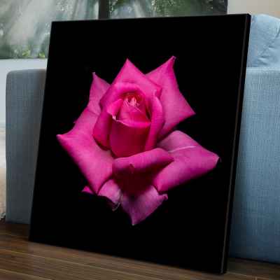 Ροζ τριαντάφυλλο σε μαύρο φόντο
