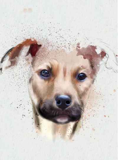 Αφηρημένο πορτρέτο Σκύλου