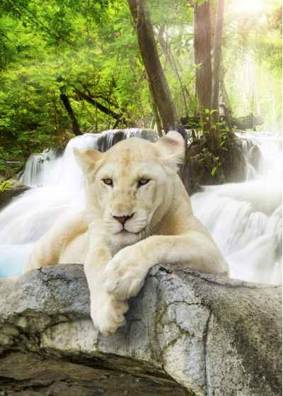 Λευκό λιοντάρι