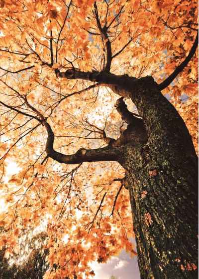 Φθινοπωρινό δέντρο